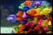1colorfull_fishes.jpg